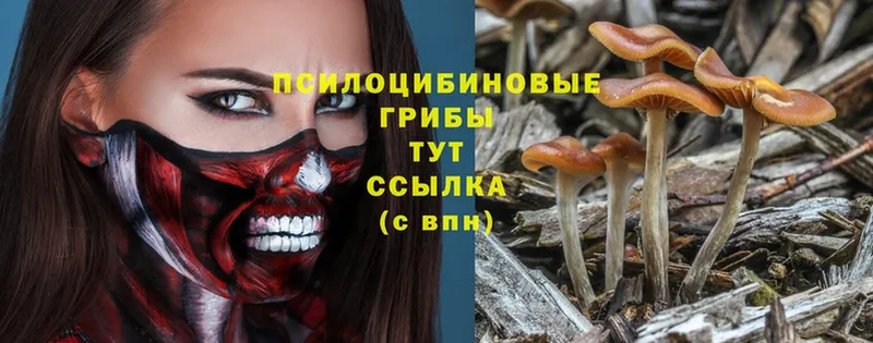 Псилоцибиновые грибы Psilocybe  наркота  Бабаево 